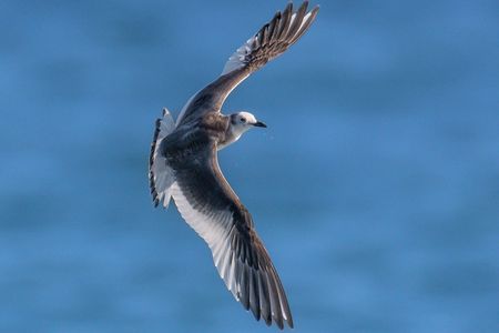 激レアな迷鳥、クビワカモメ（首輪鴎）