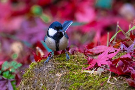 落ち葉のコンチェルト、シジュウカラ（四十雀）