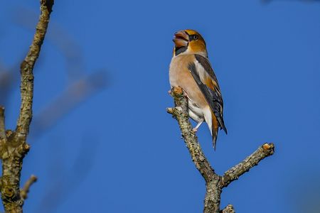 締めはシメ（鴲）