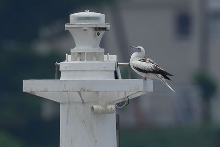 灯台のアカアシカツオドリ（赤足鰹鳥）