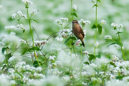 蕎麦の花とノビタキ（野鶲）