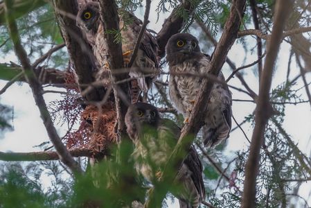 それぞれの視線、アオバズク幼鳥（青葉木菟）