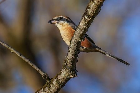 冬への準備、モズの高鳴き（百舌鳥）