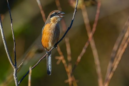 冬への準備、モズの高鳴き（百舌鳥）