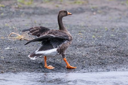 マガン（真雁）幼鳥