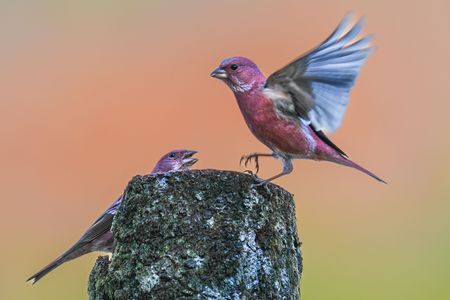 秋色のオオマシコ（大猿子）