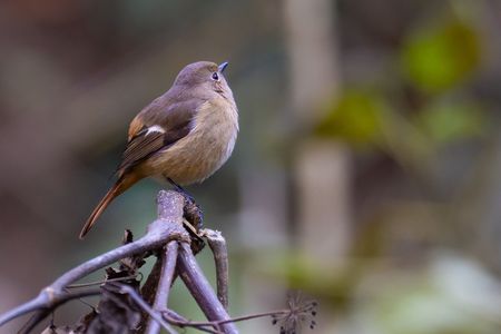 縄張り主張のジョウビタキ♀（尉鶲）