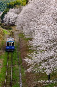 平成筑豊鉄道のさくら