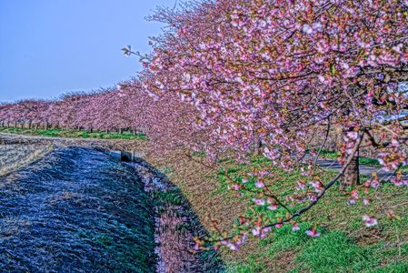 朝霜に河津桜