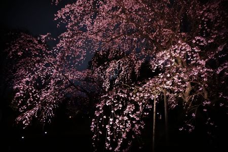 六義園 夜桜