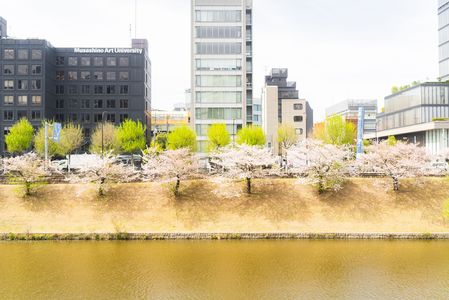 市ヶ谷の桜