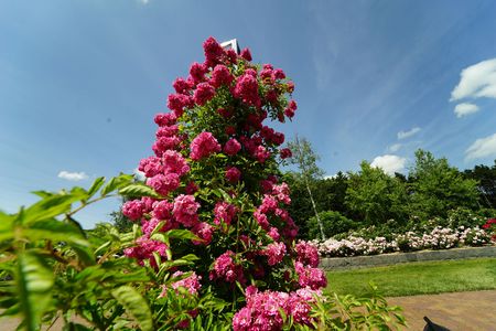 岩見沢公園のバラ