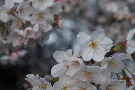 桜、神田川