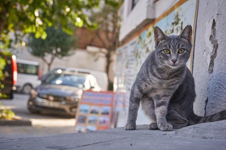興味津々 - イスタンブールの猫