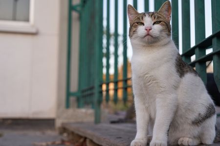 良い表情 - イスタンブールの猫