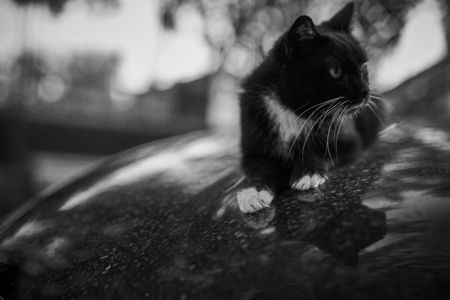 Noir - イスタンブールの猫シリーズ。