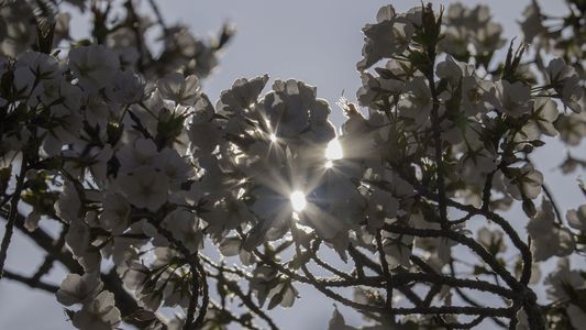 桜🌸　#フラワー2025#