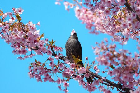 ヒヨドリ　桜の花を食す