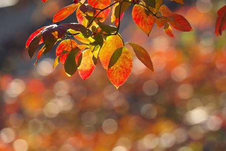 ハナミズキの紅葉