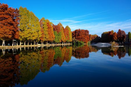 メタセコイアの紅葉