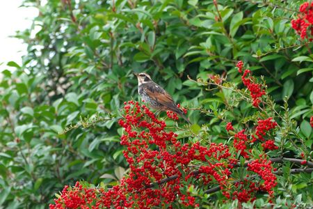 ピラカンとツグミ