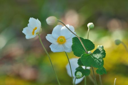 シュウメイギク