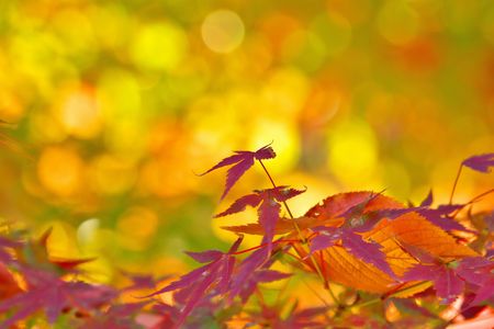 もみじ　桜葉とのコラボ