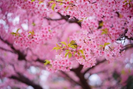 桜のシーズン