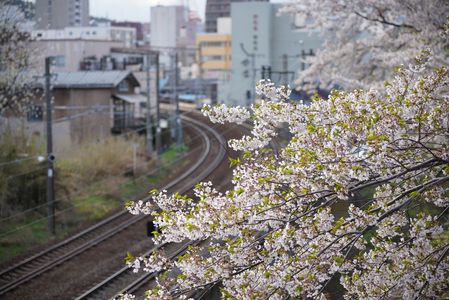 小樽花園橋からの桜