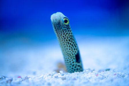 Spotted garden eel #2