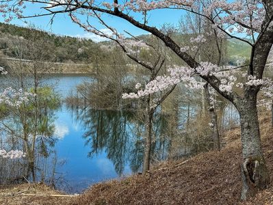 湖畔の桜