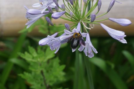 クマンバチの飛行　ならぬ　嗜好