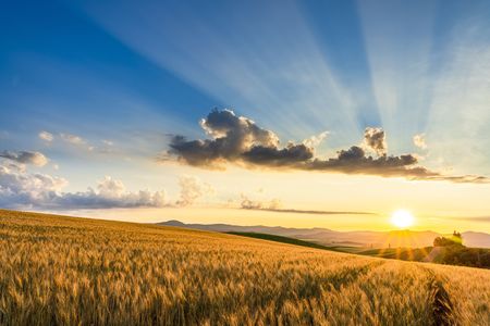 麦畑と夕陽