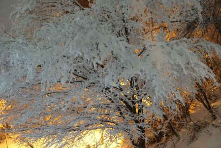 真冬の夜桜