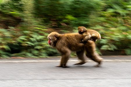 疾走モンキー乗り