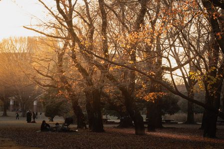 夕暮れの公園