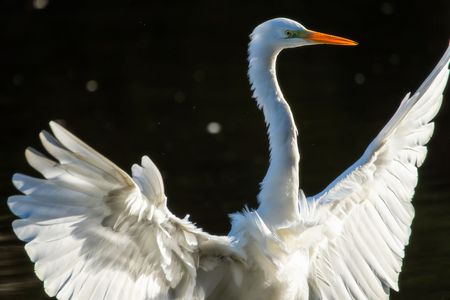 ここは私が食い止める、お前達は先に行け！