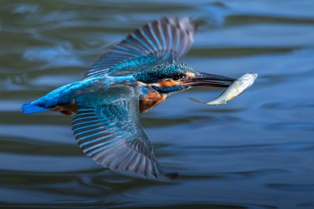 獲ったの撮ったど～