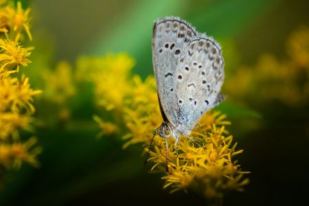 ヤマトシジミの小さな世界