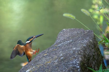 カワセミじゃらし