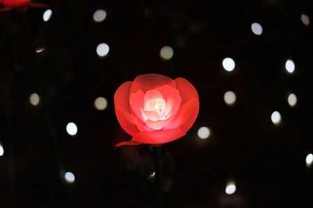 光の薔薇