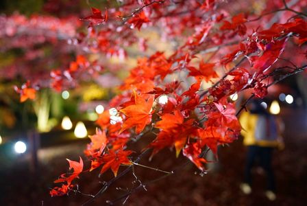 夜の紅葉