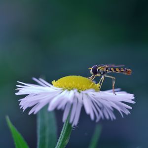 ホソヒメヒラタアブ25X05T25