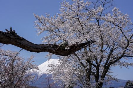 龍のような木、富士山、桜