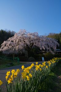 水仙と枝垂れ桜