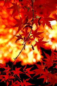 照紅葉、ひらり