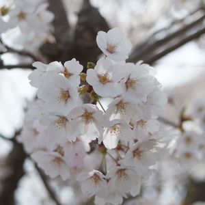 仙台の桜。