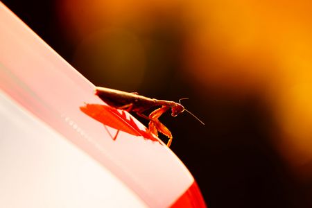 Earth calor in Camping field