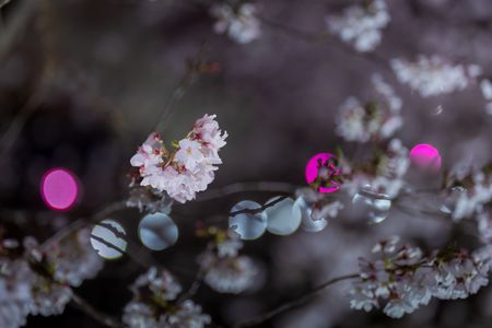 夜桜