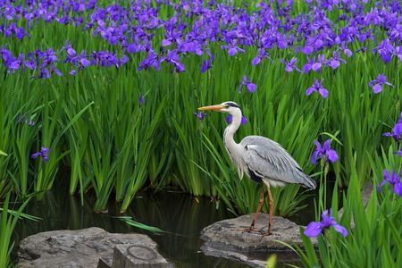 燕子花＠臨時休館直前の根津美術館